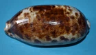 SEA SHELL - SHELLS - CYPRAEIDAE - CHELYCIPRAEA TESTUDINARIA - 120.30mm