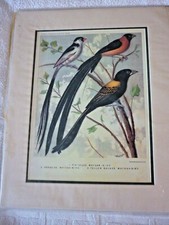 Whydah Birds, Cassell's Canaries & Cage Birds, mounted reproduction print