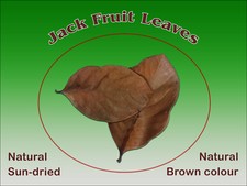 Jack Fruit Leaves,Natural Sun-dried, Organic, bio Betta fish/Shrimp, Aquarium