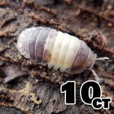10 Panda King Isopods Cubaris sp. Bioactive Starter Colony