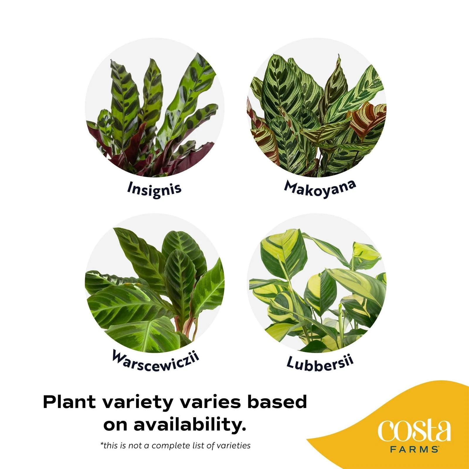 Costa Farms Calathea Plant - Thumbnail 4