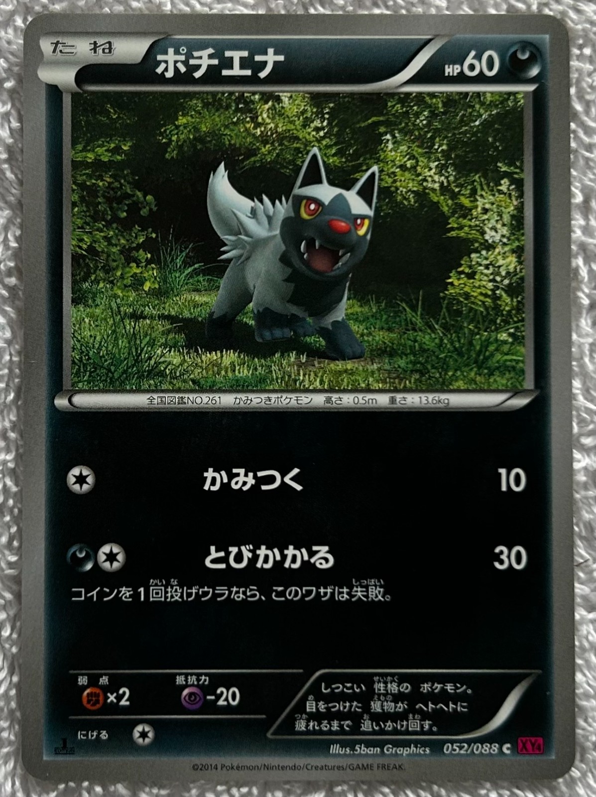 2014 Pokemon POOCHYENA ポチエナ #052/088 C (XY4 ) Phantom Gate