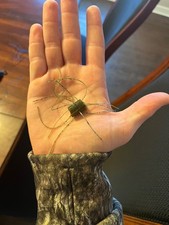 Green Pumpkin Dice Bait