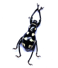 Insect - CURCULIONIDAE Metapocyrtus Sp - PHILIPPINES - 17mm A1 New!!