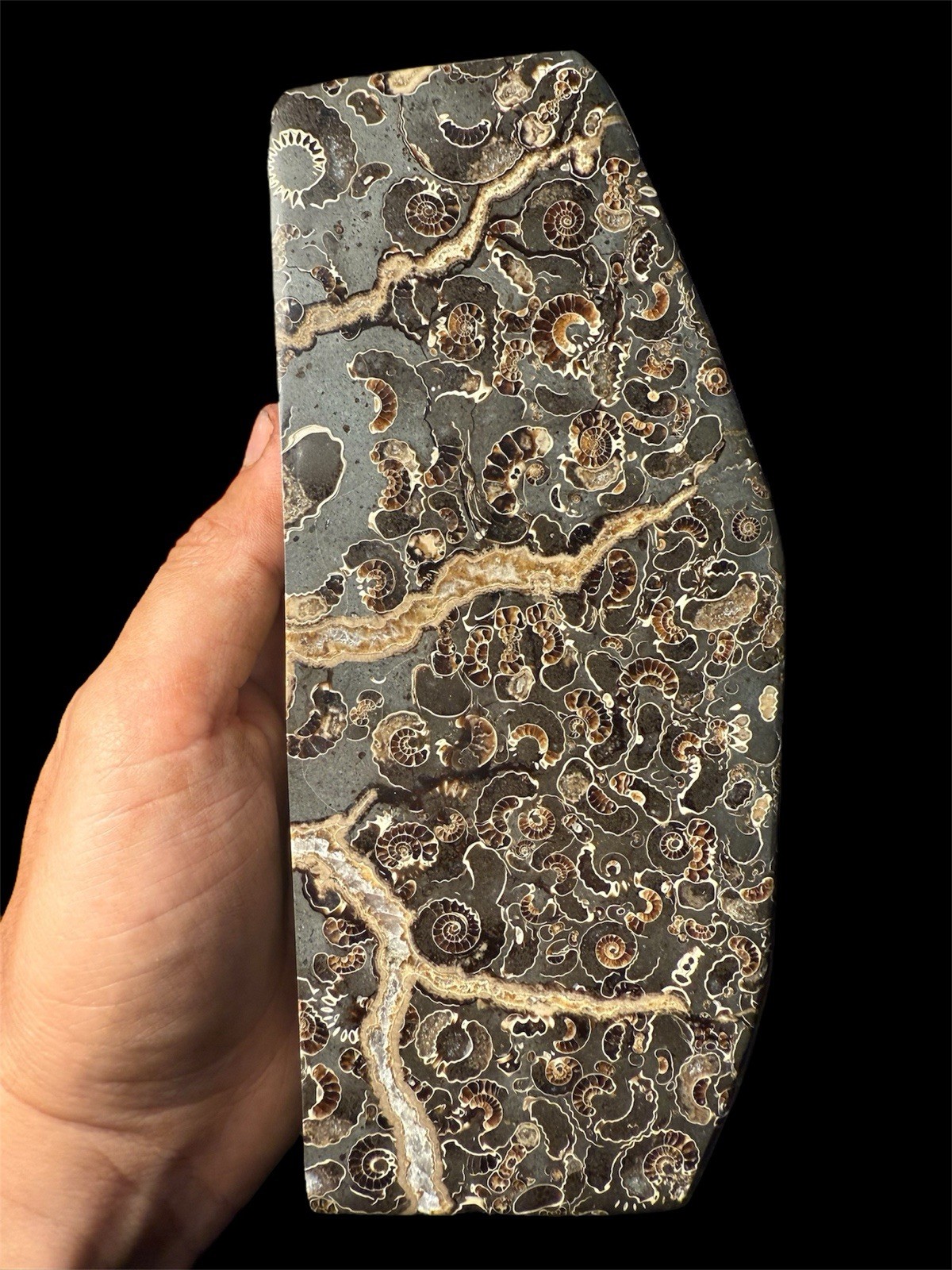 Premium Jurassic Ammonite Fossil Slab – Polished Marston Marble, UK