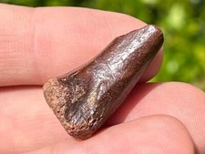 Kem Kem Fossil Theropod or Pterosaur Limb Bone Dinosaur Morocco Cretaceous Age