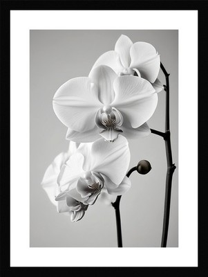 Modern Orchid Framed Wall Art Poster Canvas Print Picture