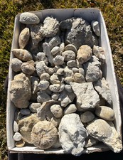 BULK Fossils Lot Texas 21 LBS Ammonites Echinoids Gastropods Bivalves Cretaceous