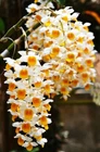 Dendrobium Thyrsiflorum Orchid Species, Blooming Size, Large Orchid Plant, RARE