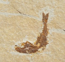Leptolepides sprattiformis - Fisch - Malm, Plattenkalk - Solnhofen-alte Sammlung