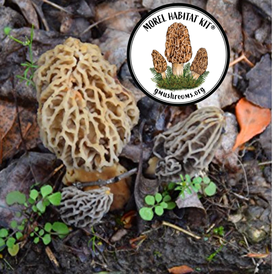 Morel Grow Kit® & Morel Sticker  GROW MORELS IN YOUR BACKYARD GARDEN - ANY SOIL - Image 2 of 4