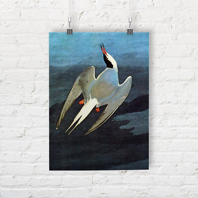 John James Audubon: Arctic Tern. Fine Art Print/Poster