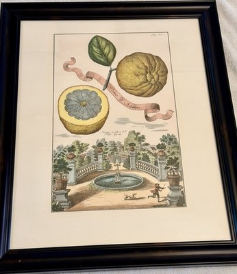 19thC Johann C Volkamer Citrus Engraving Plate 168 Pomo d'Adamo Gum Arabic Glaze