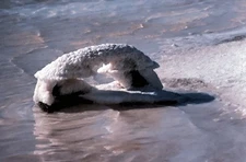 Mt. Hedland Salt Waves dead salted plant #9 35mm Vintage Photo Slide PS1.