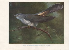 Vintage Vogel Druck ~ Kuckuck &Auml;u&szlig;ert Seinen Ruf ~