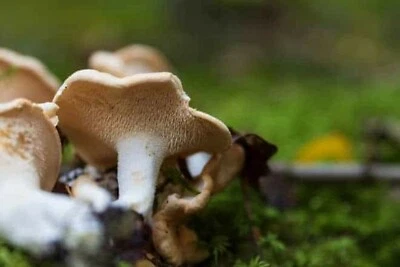 SEMISAUVAGE PERMACULTURE Mycélium de Pied de Mouton - Kit culture Champignons - grow mushrooms kit