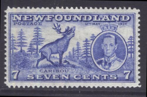 NEWFOUNDLAND 235v SG 259c 1937 7c CARIBOU KGVI LONG CORONATION LP13.7x13.7 MNH - Picture 1 of 5