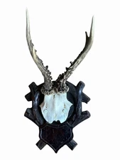 Roe Deer Trophy Black Forest Antlers  55 DS