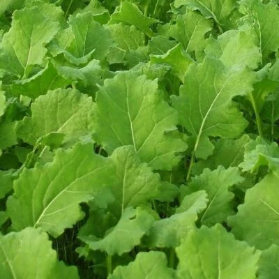 Turnip Seeds, Seven Top Turnip Seeds, "COOL BEANS N SPROUTS" Brand. Heirloom.