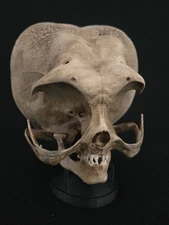  Alien Skull with stand -Realistic 