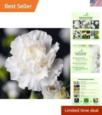 GMO-Free White Carnation Seeds - Easy to Grow, Attracts Pollinators, 1000 Pcs