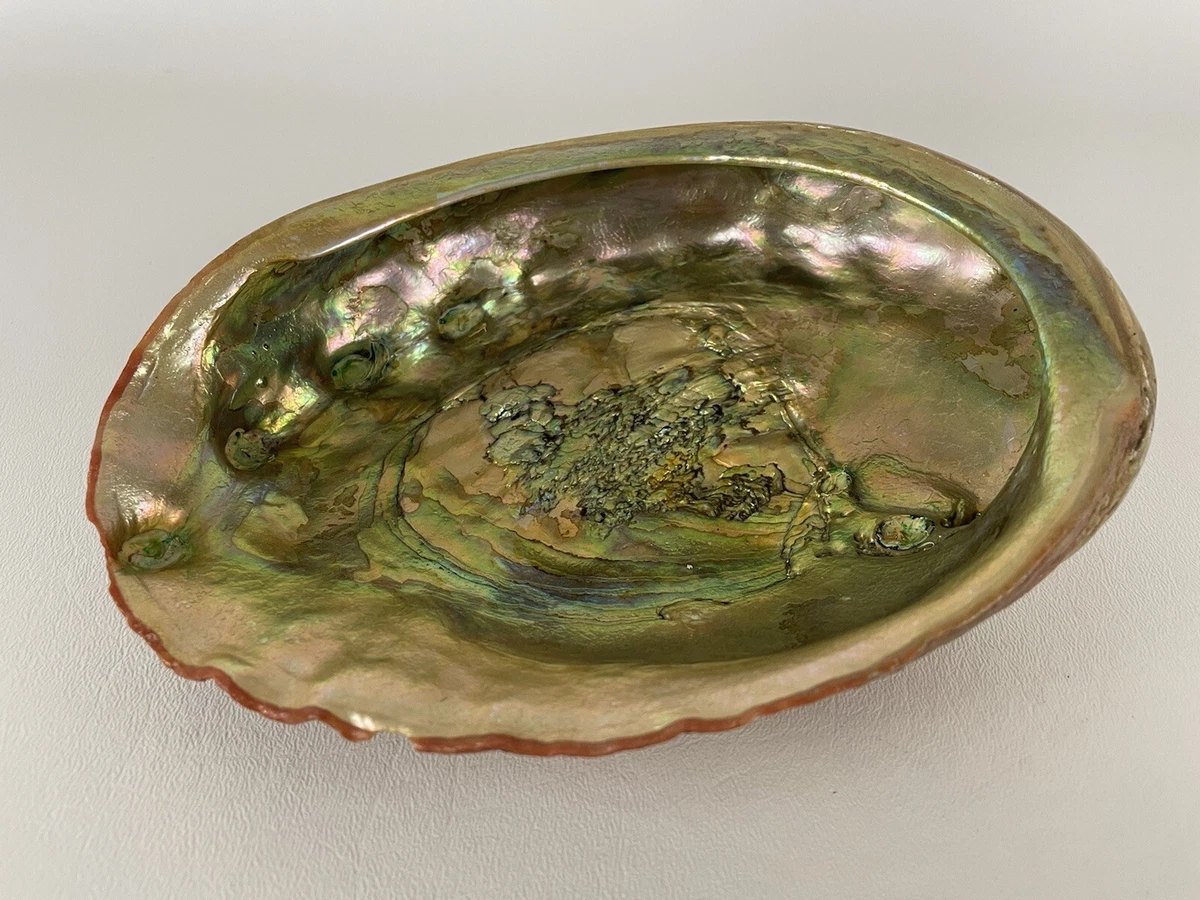 Abalone Shell Soap Dish