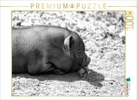 Calvendo Puzzle Mini Piglet | 1000 Pieces, Finished Size 25.2 × 18.9 In (64 × 48