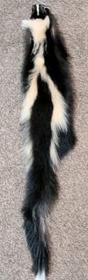 Wild Skunk Fresh Tanned Hide Soft Leather Craft Pelt Fur Nice White Stripes