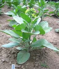1000 Punche rustica Tobacco Seeds - Nic. Rustica Tobacco - Sacred Tobacco