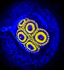 SAF~ “WYSIWYG” L.A. Lakers Zoanthid Coral Frag, Palythoa, Paly, Zoa