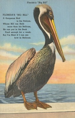 Florida's ''Big Bill'' Pelican Poem Linen Postcard Curteich 1946 F.E.C. News