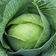 Golden Acre Cabbage Seeds, NON-GMO, Variety Sizes, FREE SHIPPING