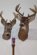 Pair Whitetail Deer Heads Shoulder Mounts Taxidermy Shed Antler Hunt Mule Cape