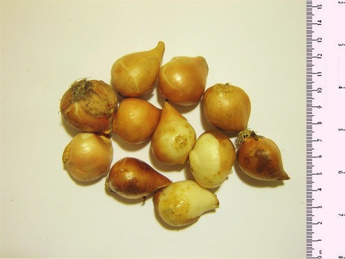 40 BLUE MAGIC DUTCH IRIS BULB CORM NICE BEAUTIFUL SPRING SUMMER FLOWER PERENNIAL - Picture 2 of 3