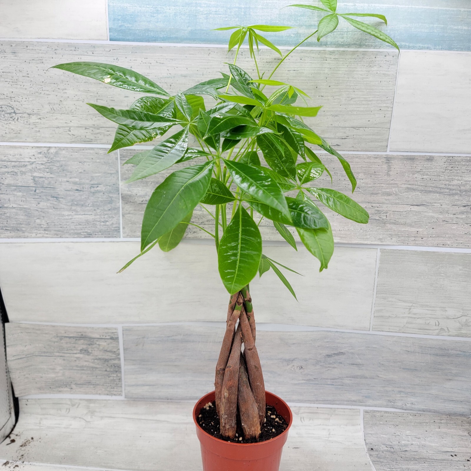 Money Tree,Pachira aquatica Live Rare House Plants-in 4" pot Indoor Decor Green