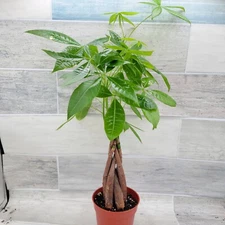 Money Tree,Pachira aquatica Live Rare House Plants-in 4" pot Indoor Decor Green