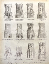 Crocodile Skin Engraving 1800s Antique Zoological Illustration Plate