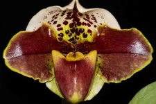 Paphiopedilum Protégé #7 (Thunder Bay HCC/AOS x Chocolate Eagle HCC/AOS), flower