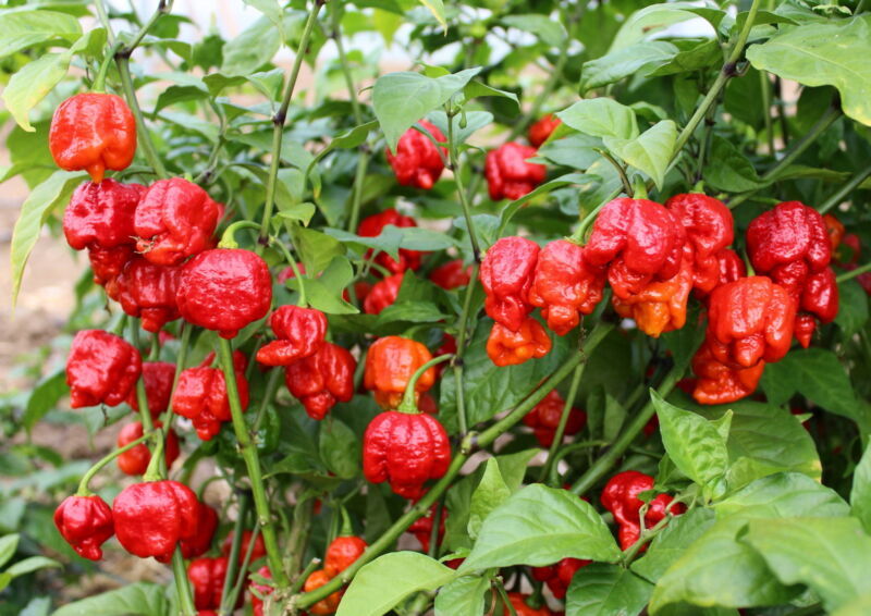 PEPPER HOT - ARMAGEDDON F1 -5 SEEDS