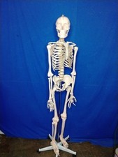 Life-Size 1st Qtly Human Skeleton Educational...