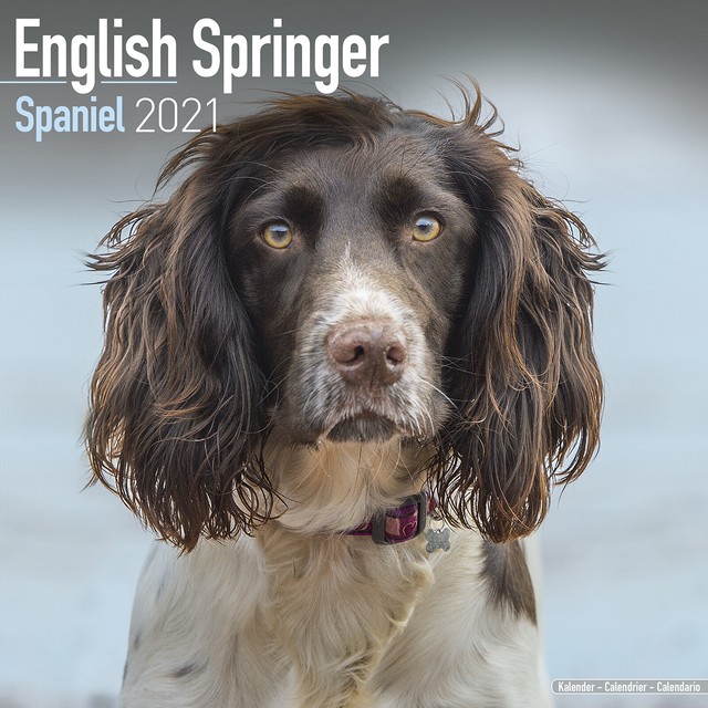 Springer Spaniel Inglese 2021 Cane Razza Calendario 15 Off Multi Ordini Ebay