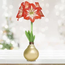 Gold Waxed Minerva Amaryllis Flower Bulb, 30/32Cm (1-Pack)