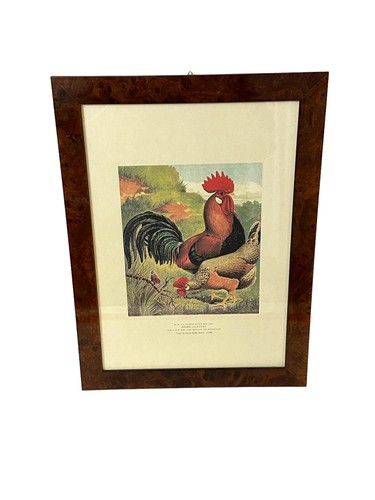 Brauner Leghorns Hahn Henne Nachdruck aus Vintage Geflügel Buch gerahmt 12x16""