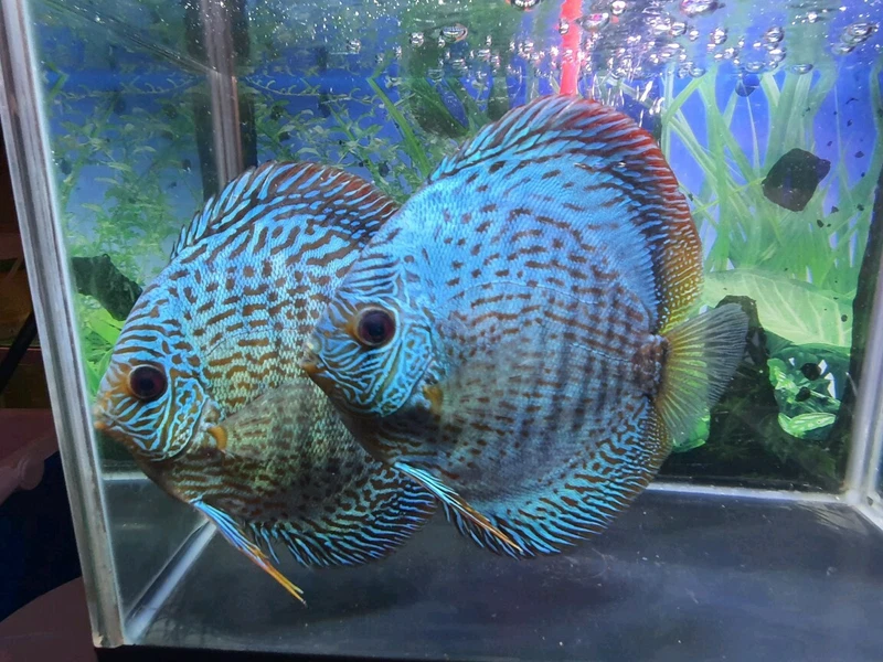 8500 Aquarium Design For Discus Fish Terbaik