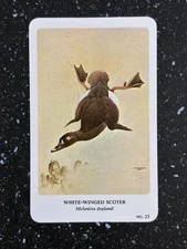 General Cigar Co Northern Birds by Fenwick Lansdowne Card 23 White-Winged Scoter