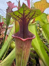 Carnivorous Plant - Sarracenia oreophila x S. flava var rubricorpora - 20+ seeds