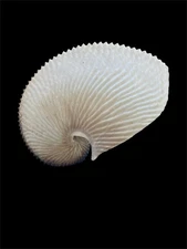 Sea shells Argonauta argo 174.4mm Aquarium Decoration Products creative gifts