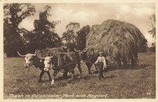 OXEN IN CIRENCESTER PARK WITH HAYCART - OLD POSTCARD (ref 7291/23/F)