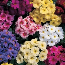 30+  Viennese Waltz  Primrose Mix  Flower Seeds / Perennial / Primula