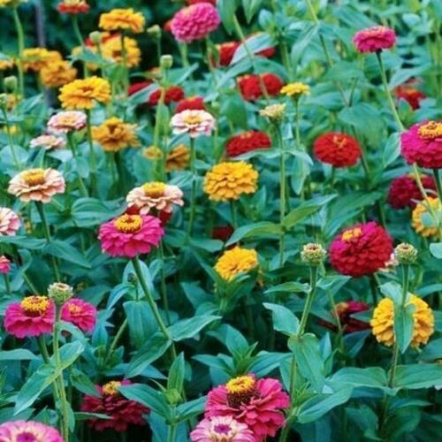 Zinnia DWARF BUTTON BOX Heirloom Container Dainty 6 Colors Non-GMO 200 Seeds - Picture 2 of 5